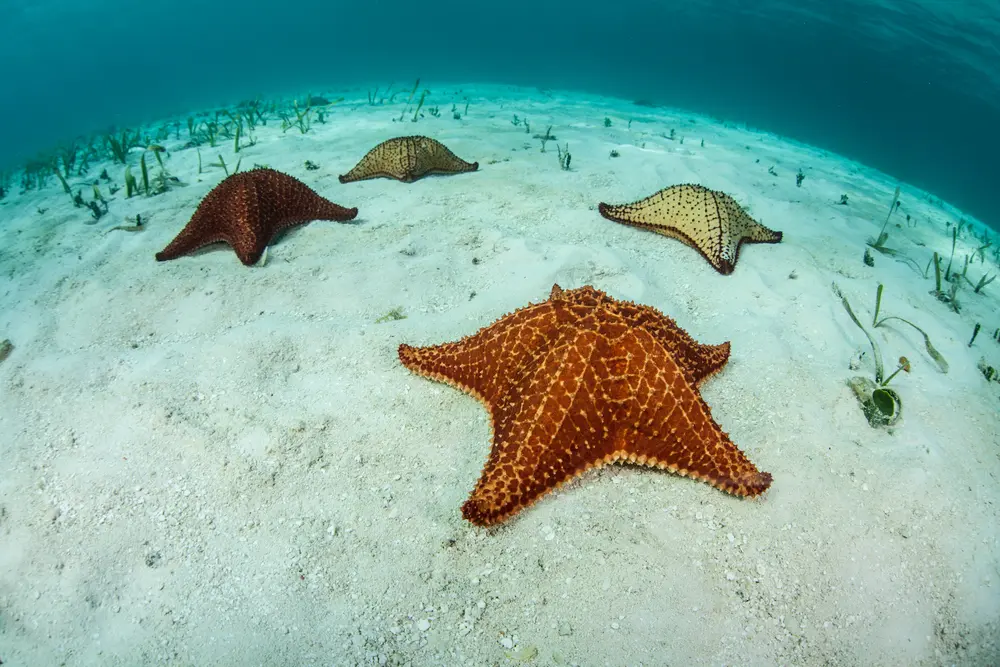 Excursión COZUMEL Cielo, snorkel in 2 reefs, and el cielito, From Cancun And Playa Mujeres