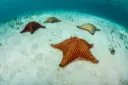 Excursión COZUMEL Cielo, snorkel en dos arrecifes, y el cielito/ Desde Cancun y Playa Mujeres